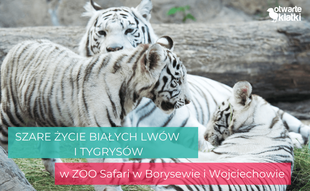 Szare życie białych lwów i tygrysów w ZOO Safari w Borysewie i Wojciechowie