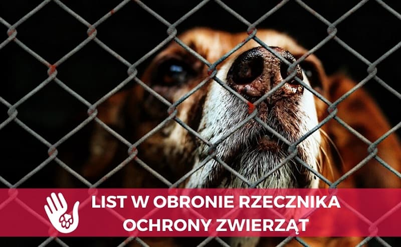 rzecznik
