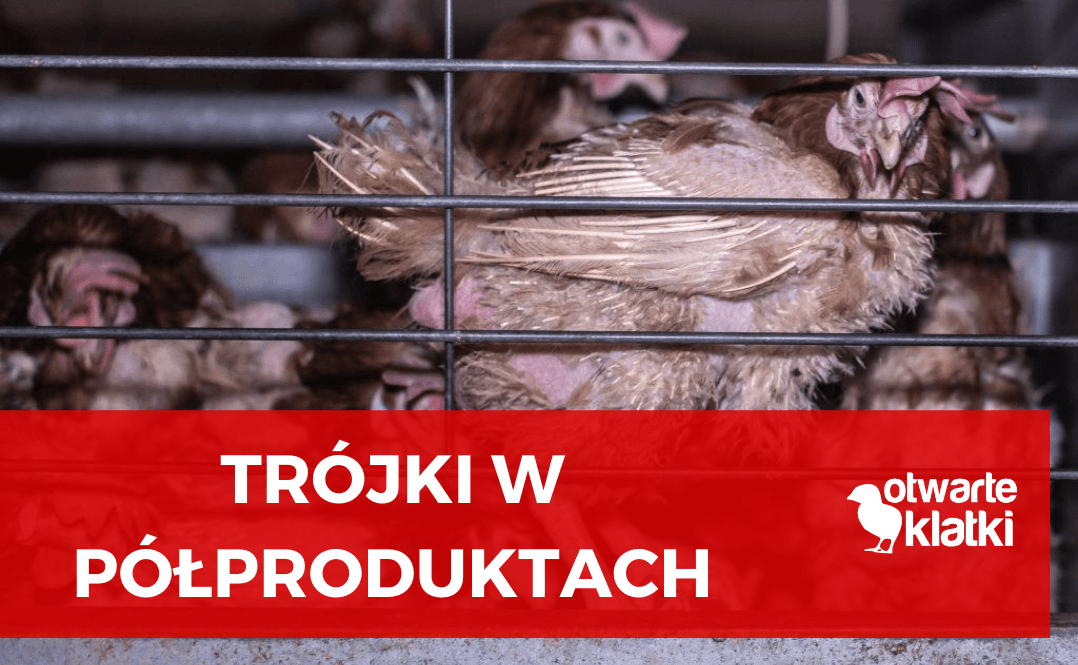 Proszek jajeczny