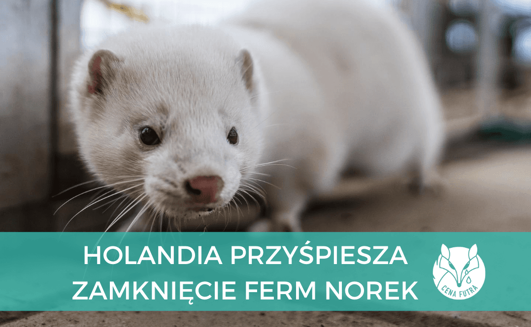 fermy norek w holandii