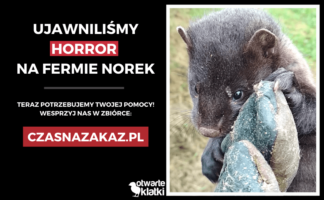 norka na fermie