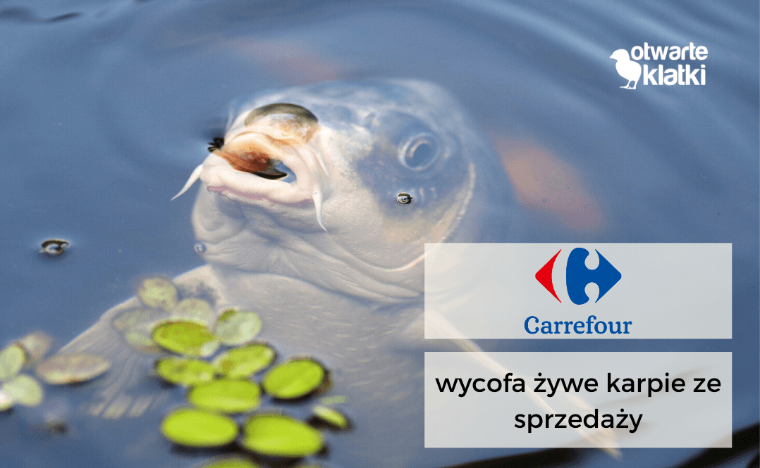 żywe karpie