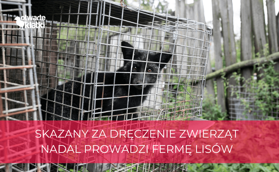 skazany prowadzi ferie lisów