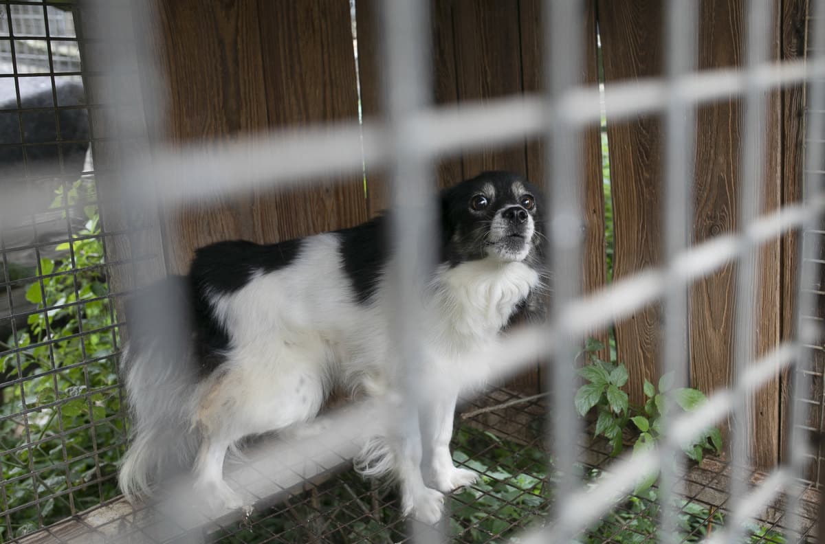 rzecznik ochrony zwierzt