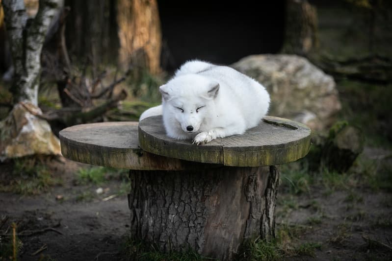 Dlaczego butiki powinny by wolne od futer?