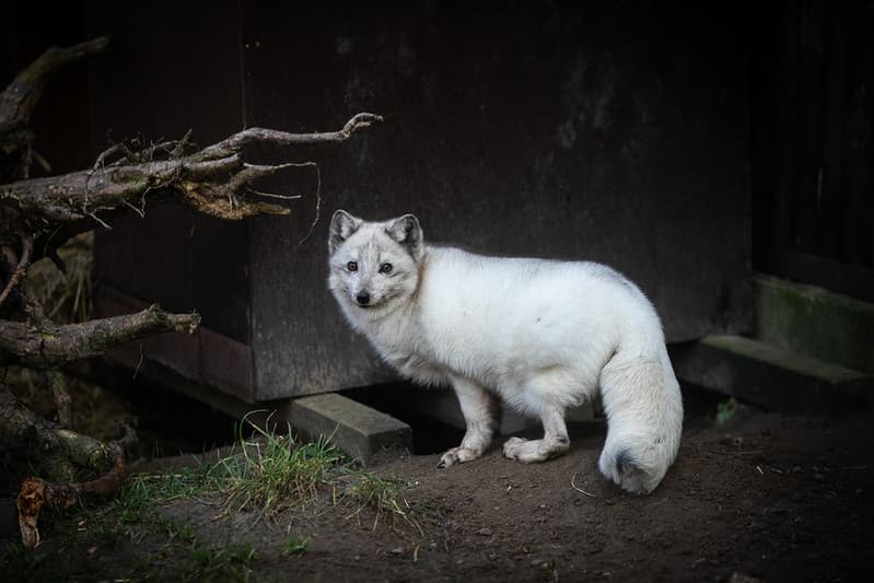 Dlaczego butiki powinny by wolne od futer?