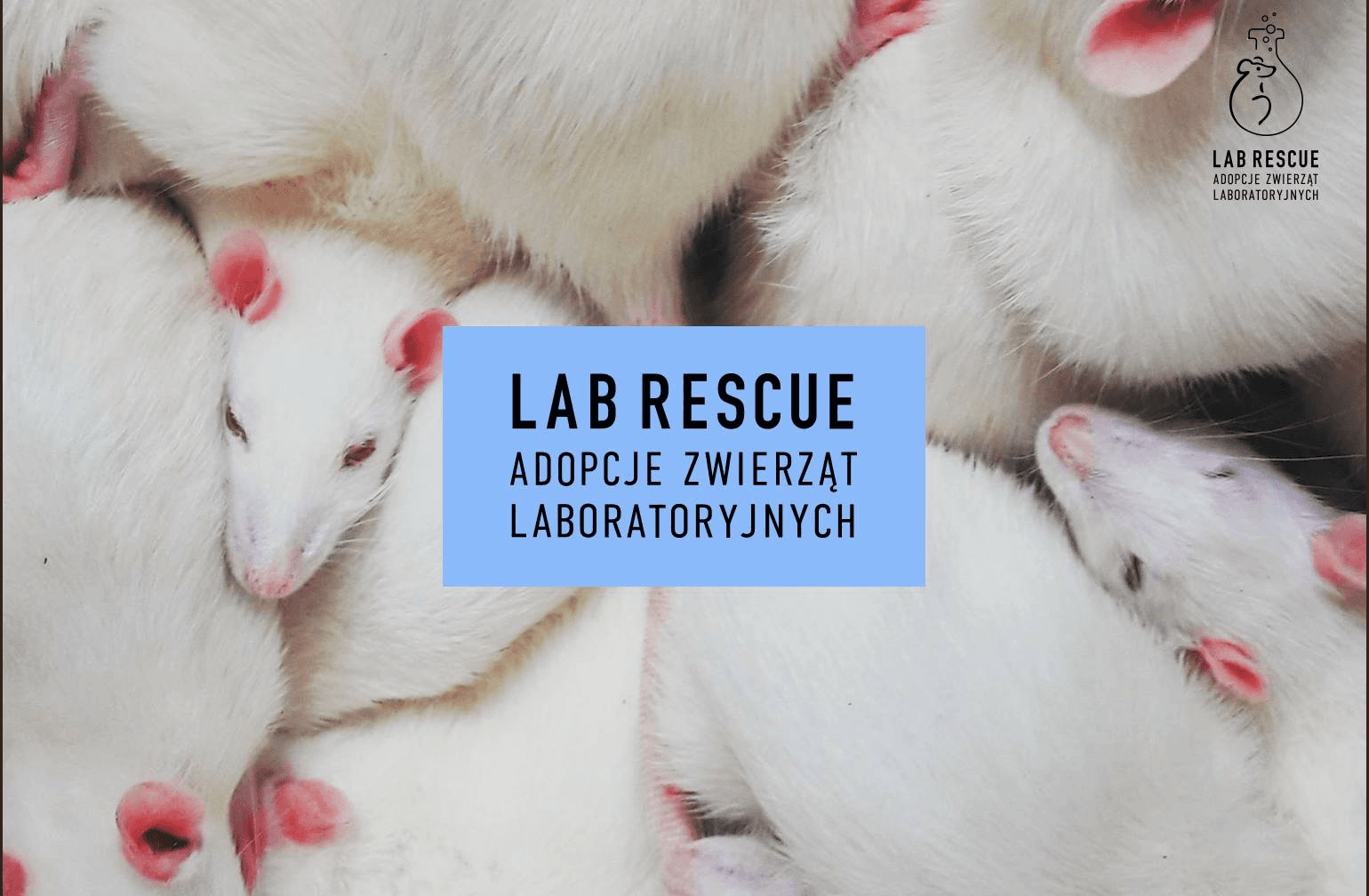 testowanie kosmetyk�w na zwierztach