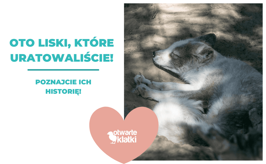 uratowane lisy