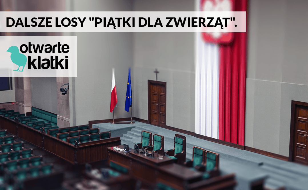 piątka dla zwierząt