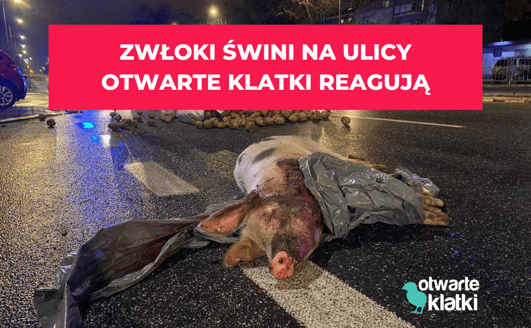 zwłoki świni