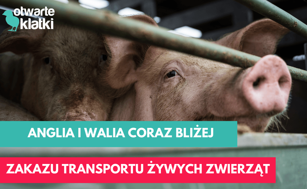 zakaz transportu żywych zwierząt