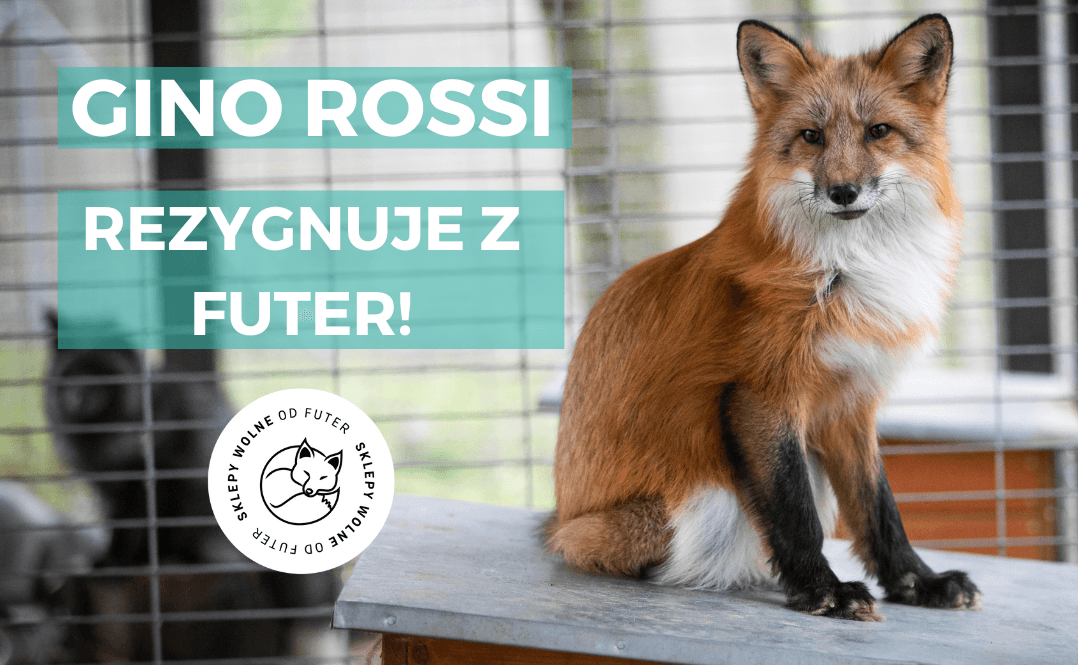 gino rossi bez futer