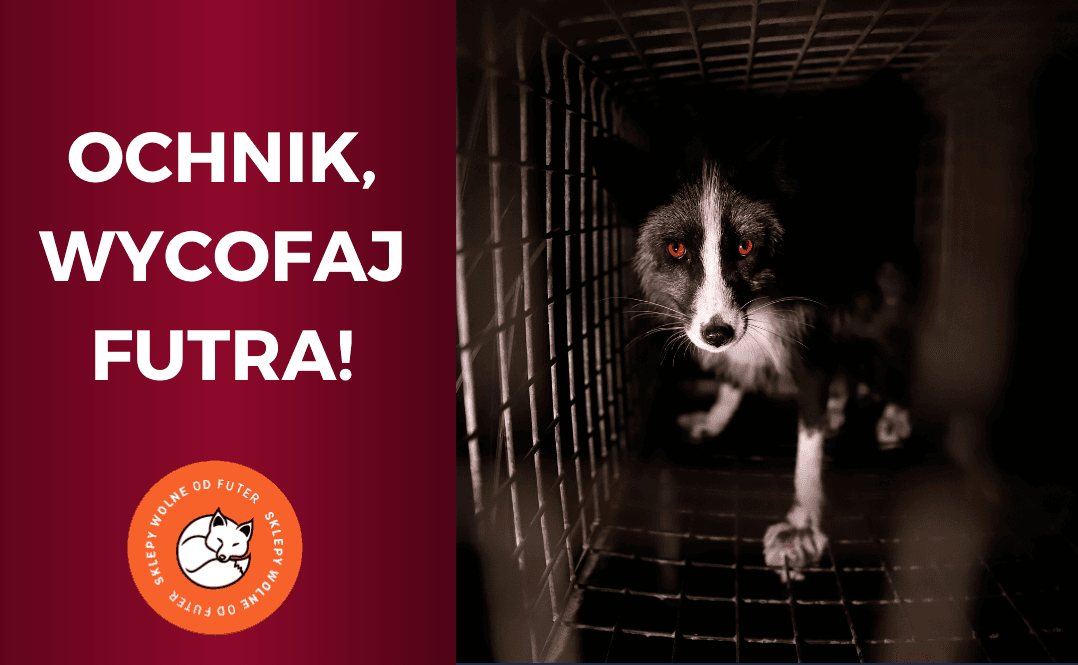 ochnik-futra