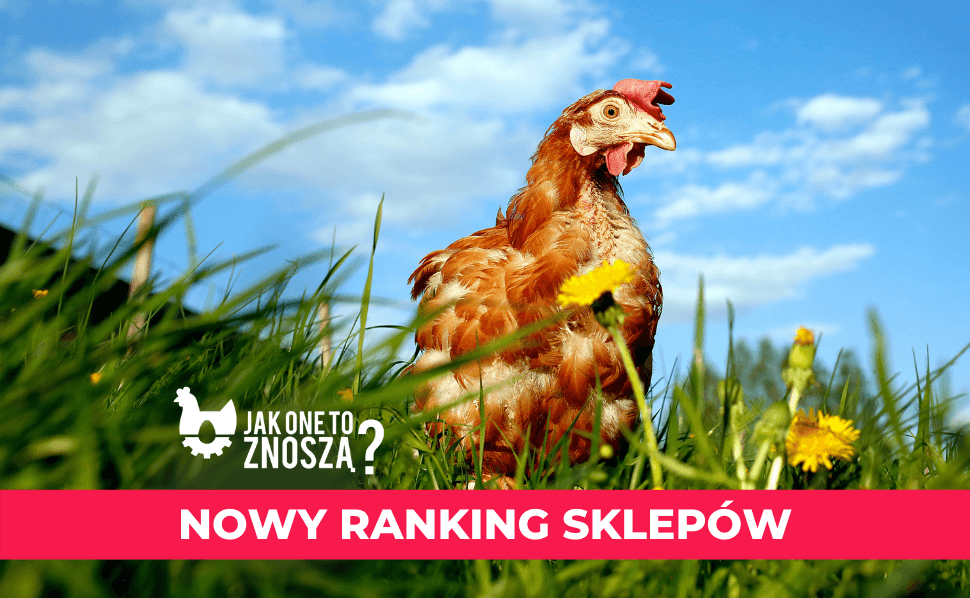 ranking sklepów