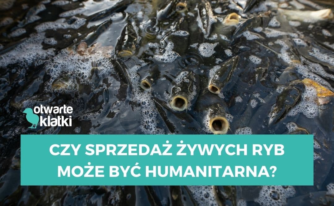Sprzedaż żywych ryb