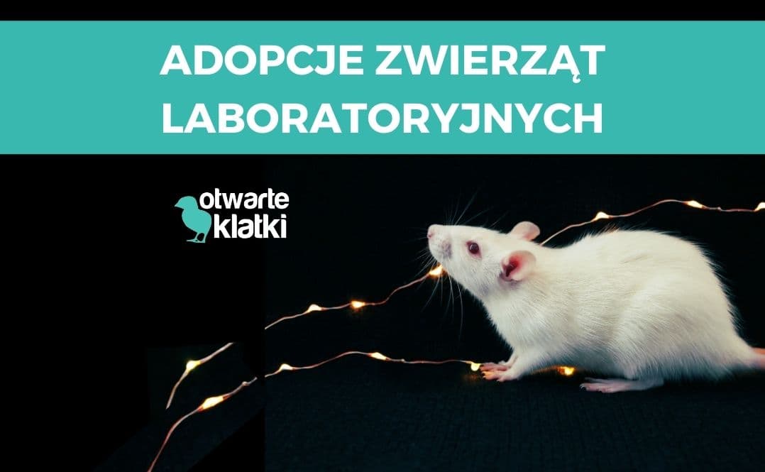 Zwierzęta laboratoryjne