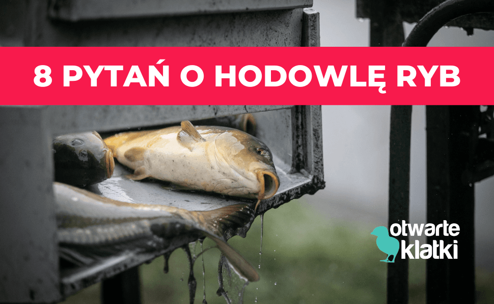 pytania o ryby