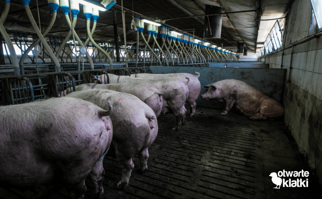 Zdjęcie z fermy świń.
