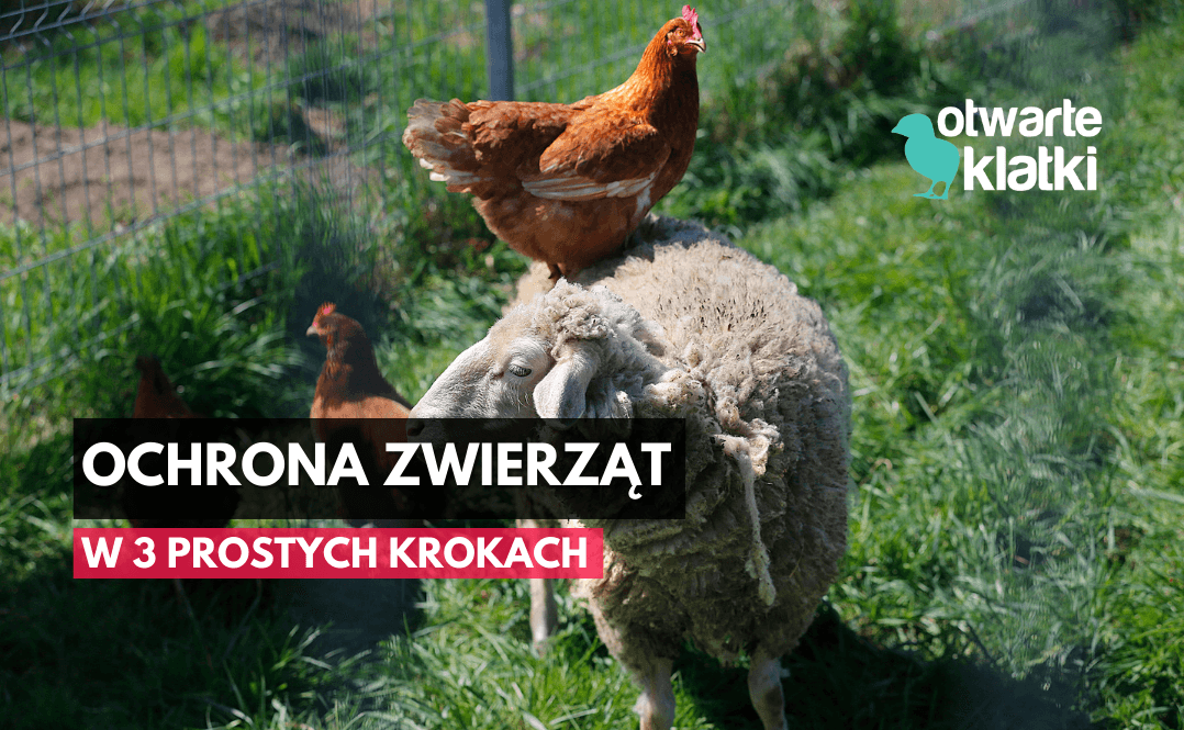 Ochrona zwierząt w 3 prostych krokach