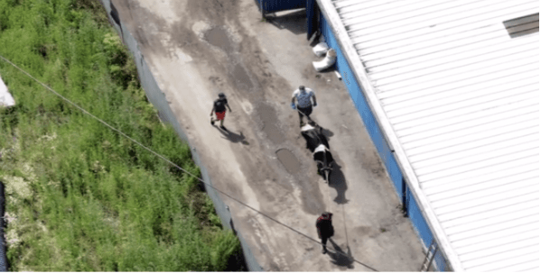 Dziecko na terenie ubojni podczas prowadzenia krowy