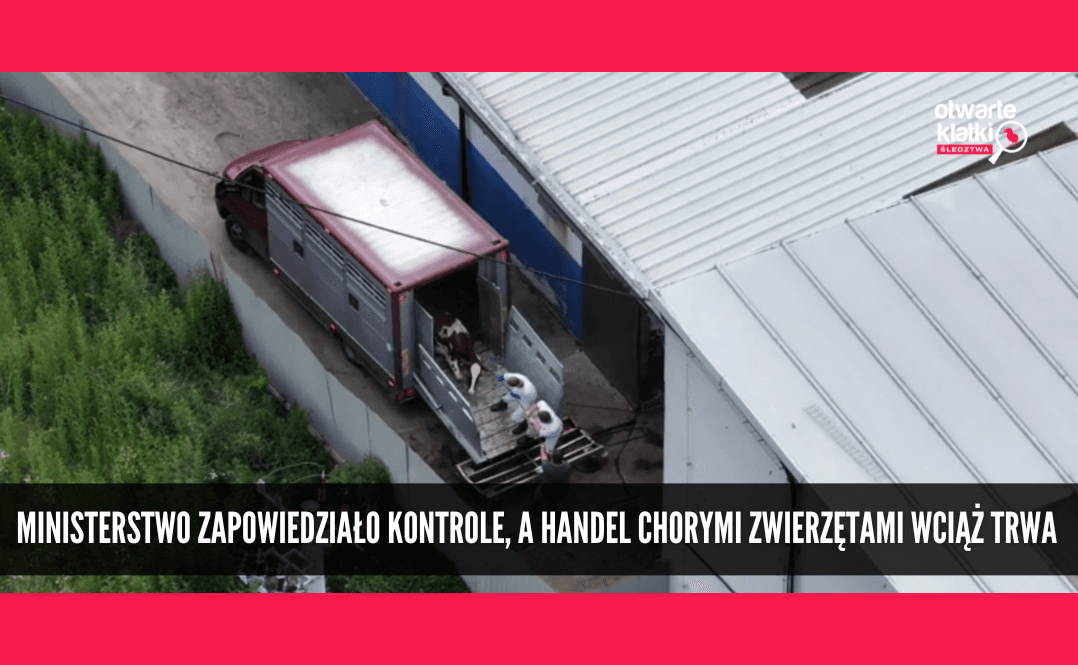 chora krowa w ciężarówce