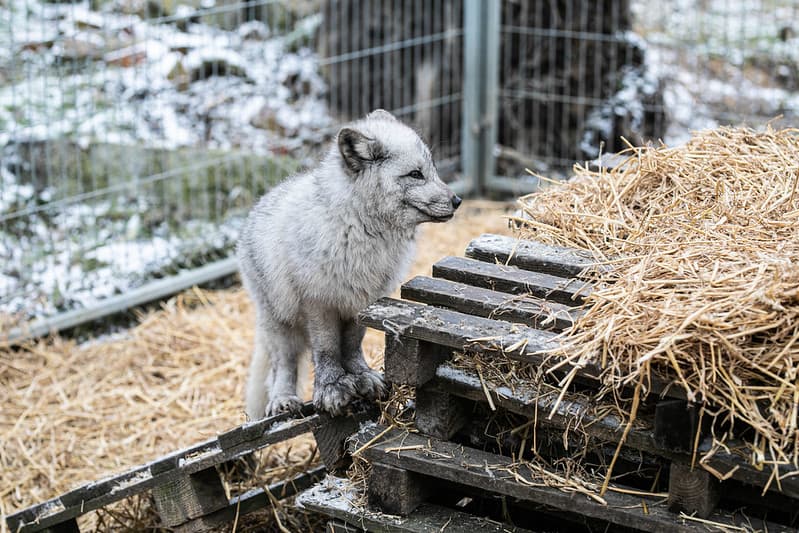 Lis uratowany z fermy futrzarskiej. Wybory do Parlamentu Europejskiego są szansą na wprowadzenie zakazu hodowli zwierząt na futra.