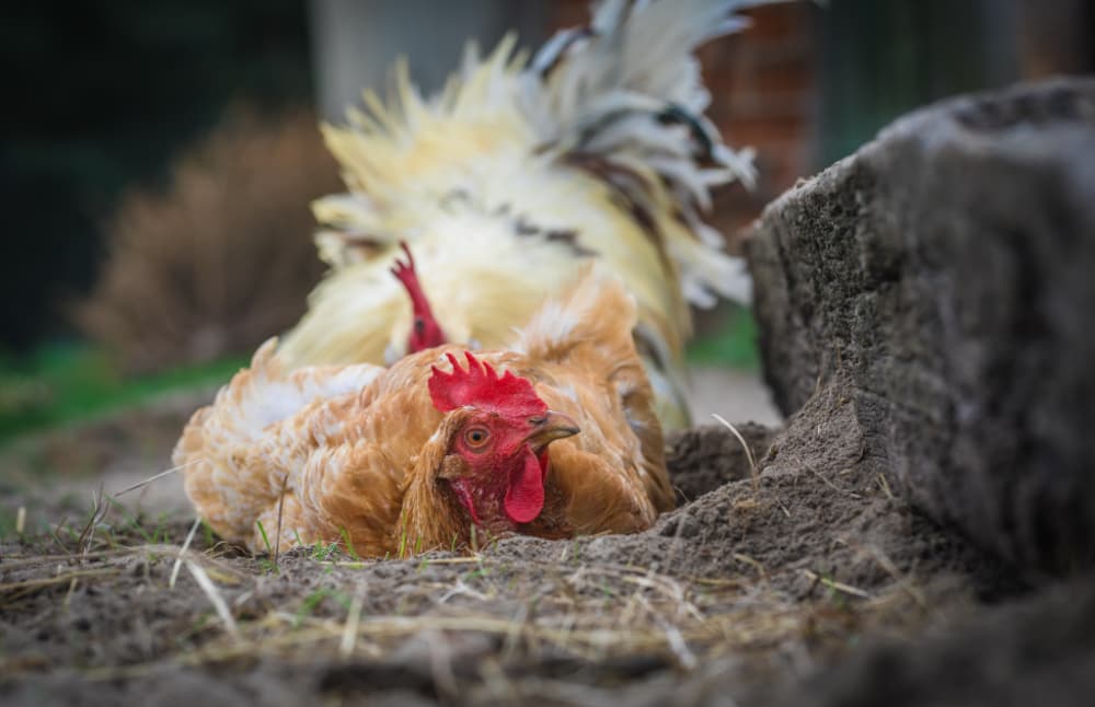 Kura zażywająca kąpieli piaskowej