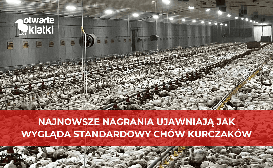 ferma kurczaków