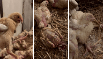 Zwierzę w stanie ciężkim z zaburzoną świadomością, wypadające jelita, deformacje dzioba i kończyn