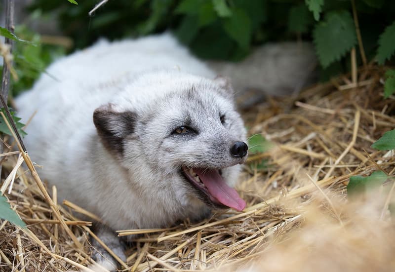 Lis uratowany z fermy futrzarskiej. Dwa z przedstawionych projektów dotyczą zakazu hodowli zwierząt na futra.