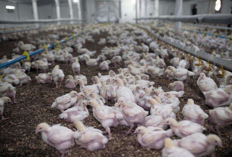 Kurczaki w hodowli przemysłowej.