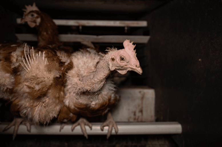 Kura w hodowli klatkowej