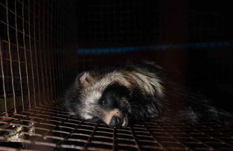 Opinia EFSA pokazuje, że zapewnienie zwierzętom dobrostanu na fermach futrzarskich jest w rzeczywistości niemożliwe. Dokumentują to liczne fotografie z ferm futrzarskich.