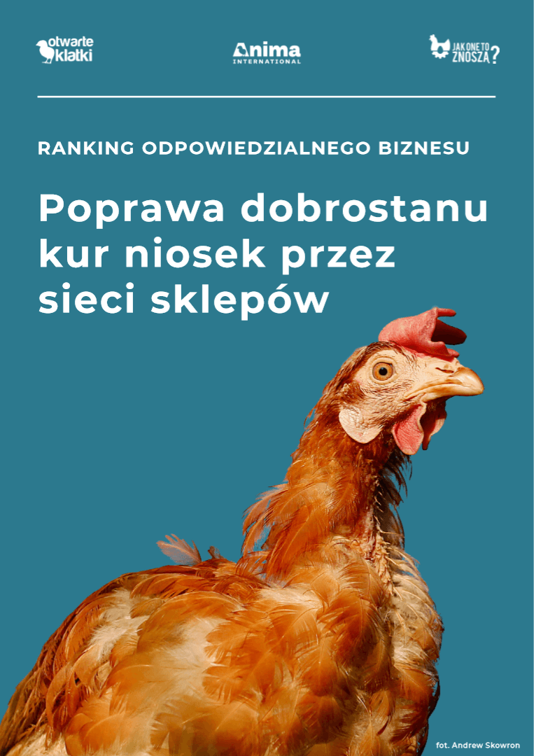 Ranking odpowiedzialnego biznesu. Poprawa dobrostanu kur niosek przez sieci sklepów.