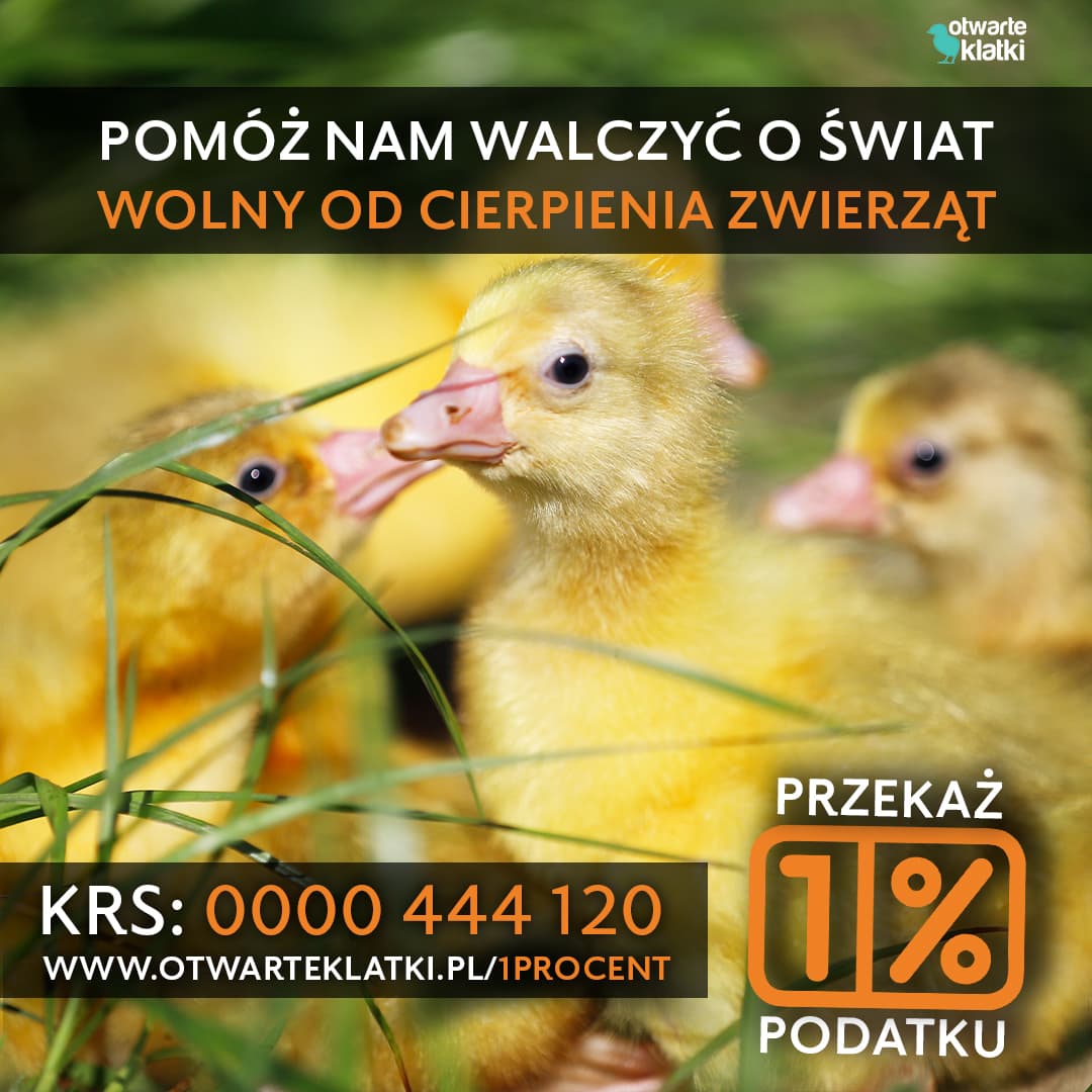 1 procent na OK