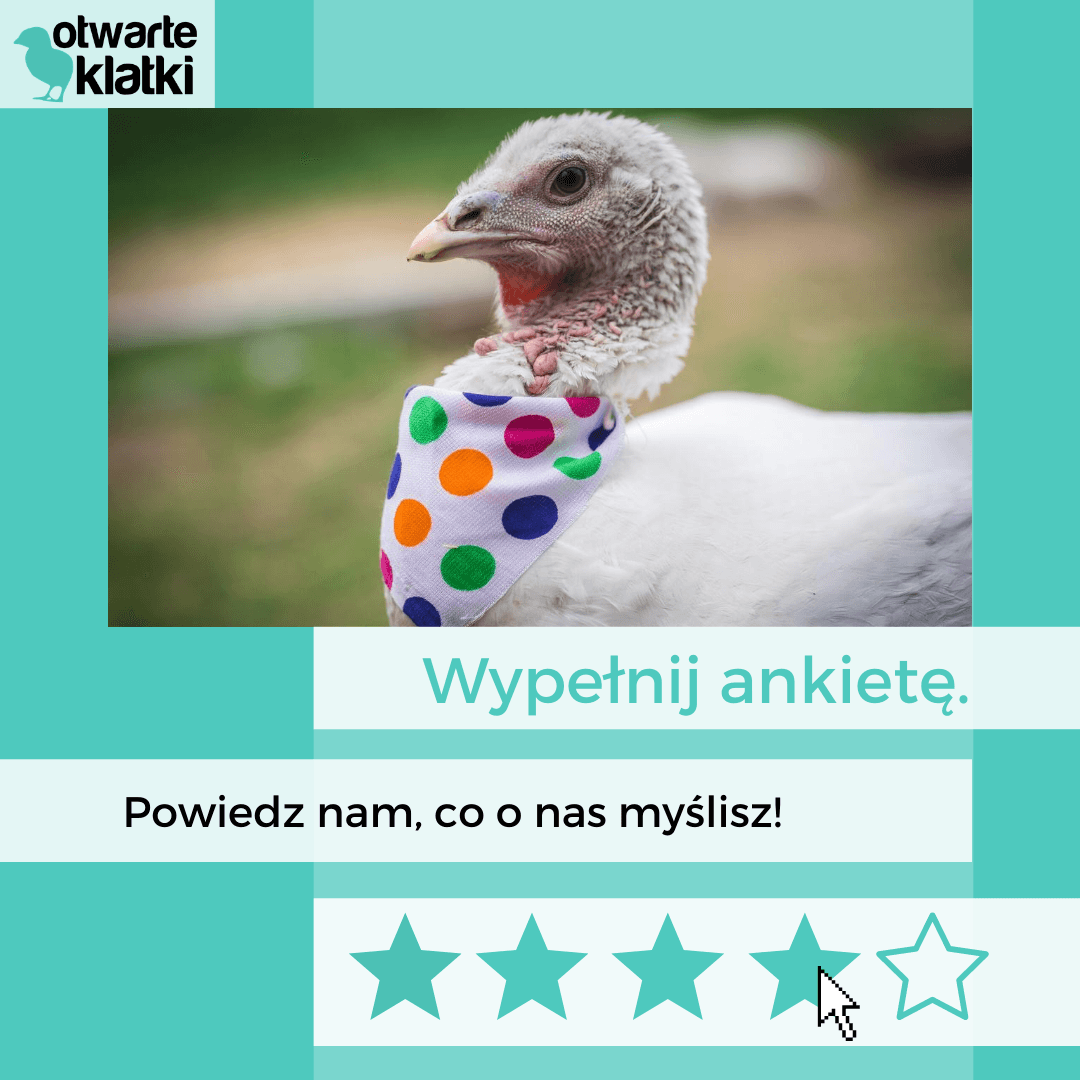 ankieta