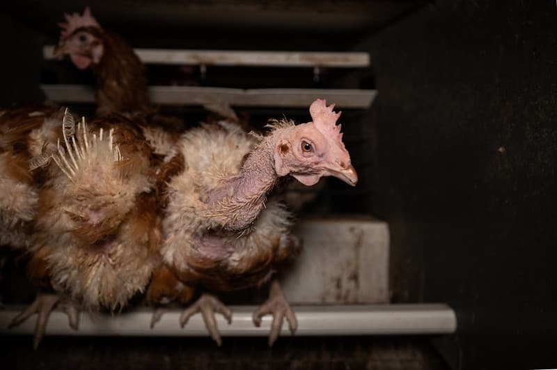 Kura z wydziobanymi piórami z szyi, siedząca na grzędzie w klatce