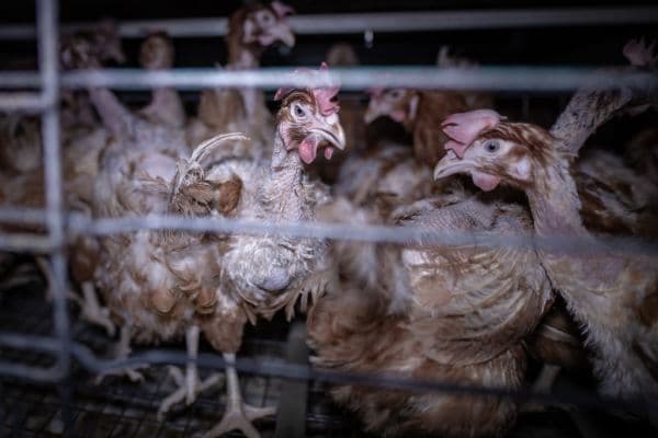 kury nioski w klatce na fermie jajecznej