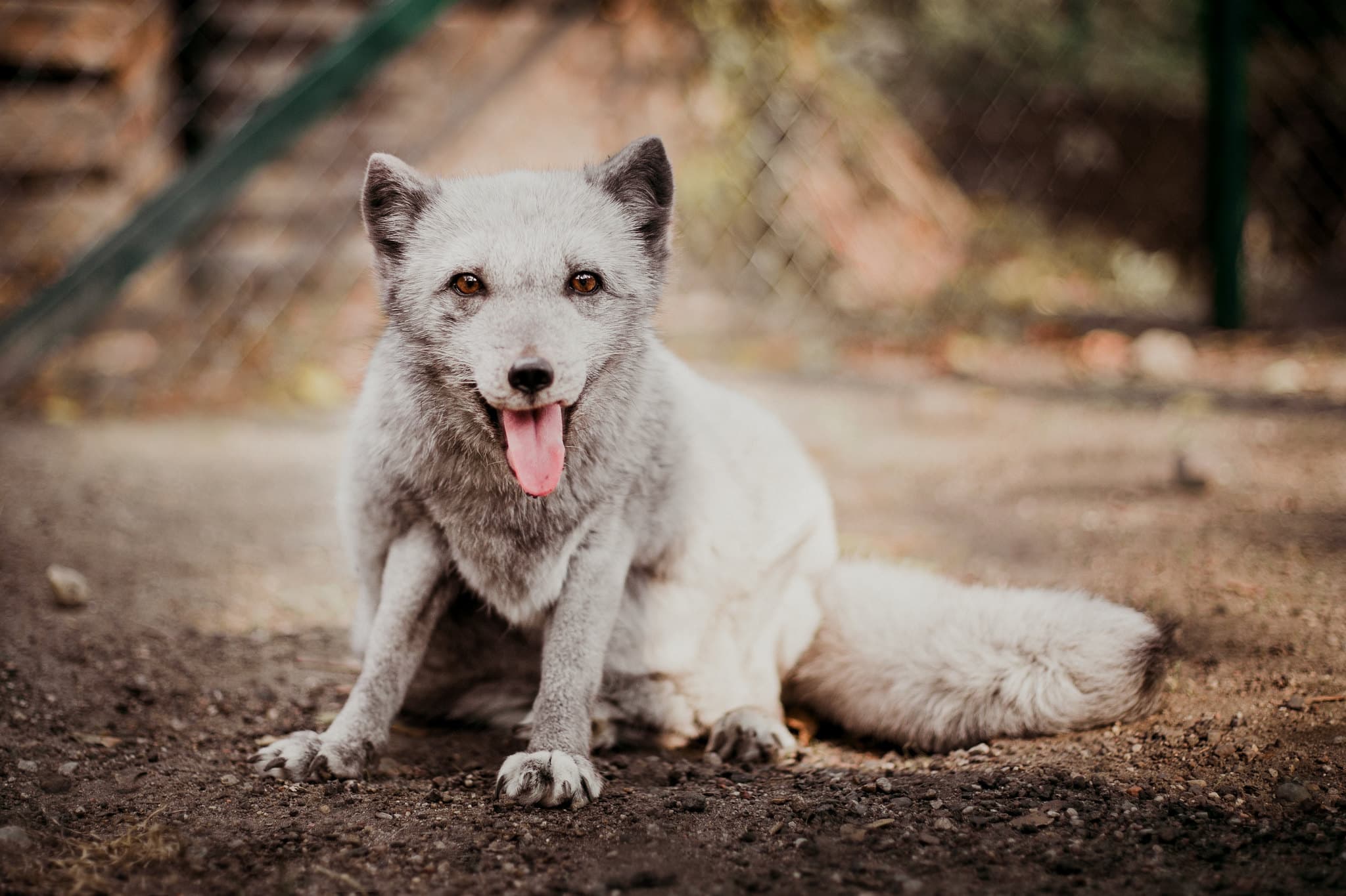 uratowany lis z fermy futrzarskiej