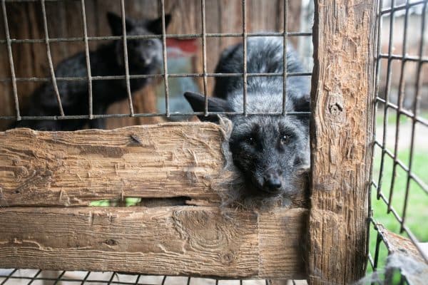 Lis zamknięty w klatce na fermie futrzarskiej