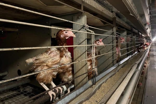 Kury zamknięte w klatkach na fermie
