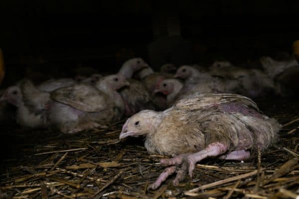 Kurczak, który nie ma siły wstać