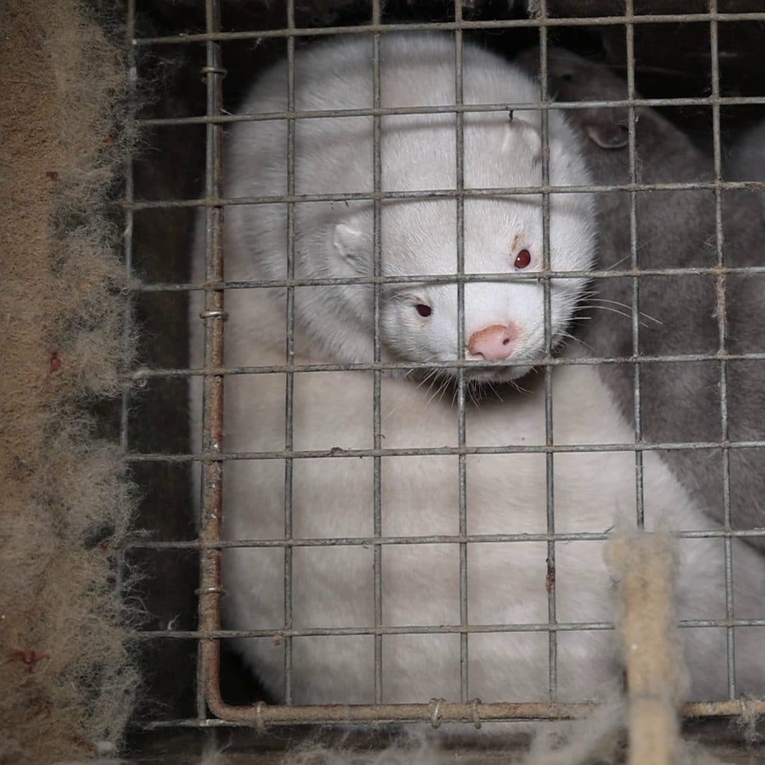 biała norka w klatce na fermie futrzarskiej