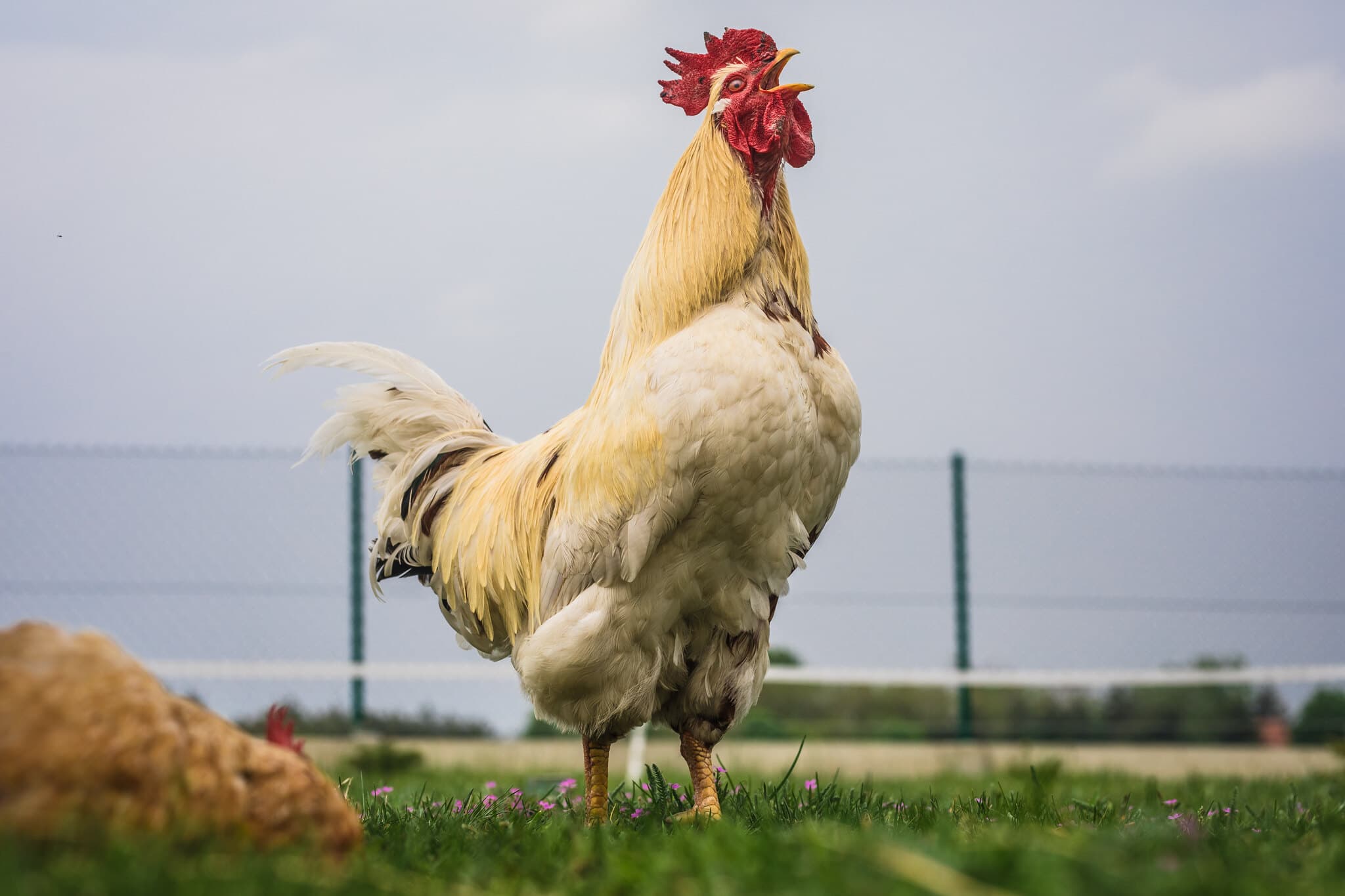 piejący kogut na trawie