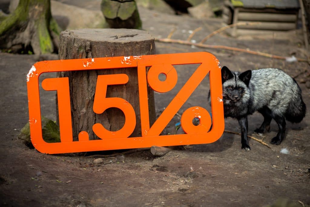 Lis srebrny przy makiecie 1,5% podatku